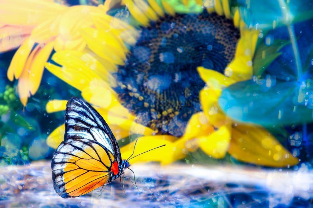 butterfly, sunflower, nature wallpaper-7579217.jpg